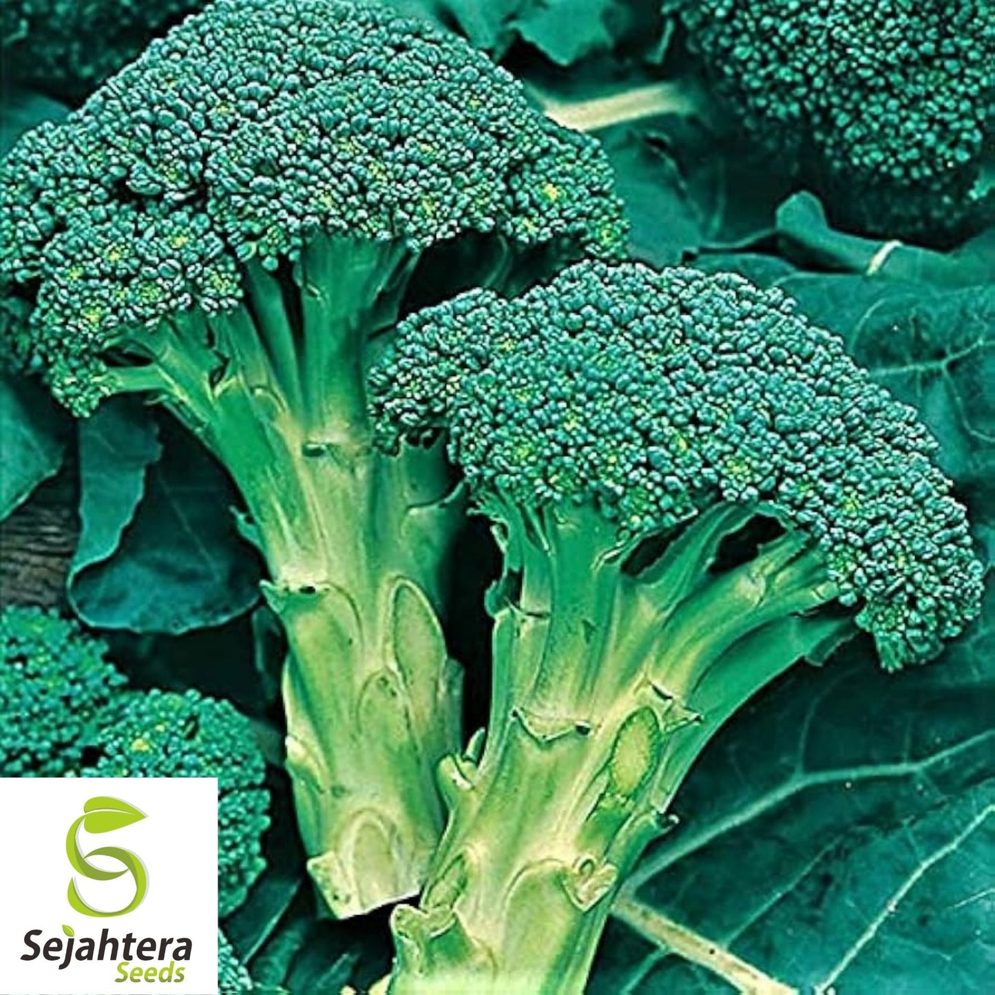 Broccoli Seeds 600+ | Green Sprouting Calabrese Heirloom NON-GMO USA