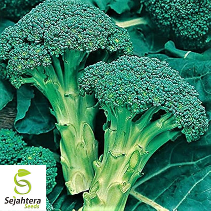 Broccoli Seeds 600+ | Green Sprouting Calabrese Heirloom NON-GMO USA