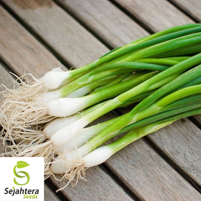 200 Evergreen Bunching Onion Seeds - Non-GMO, Fresh Green Onions