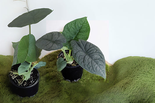 Alocasia Melo Plant 6" - Exotic Green Houseplant, Unique Texture, Alocasia melo