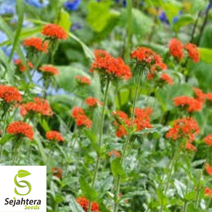 300+ Maltese Cross Seeds - Lychnis Chalcedonica, Vibrant Perennial Flower