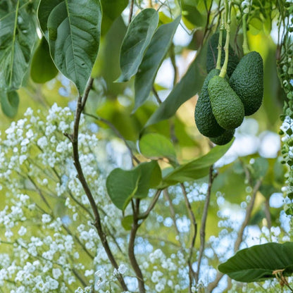 Avocado Tree – Persea americana Live Seedling | 15 Inches Tall | Includes Nursery Pot  Trimmed Starter Plant | Indoor & Outdoor Friendly | Ready to Plant