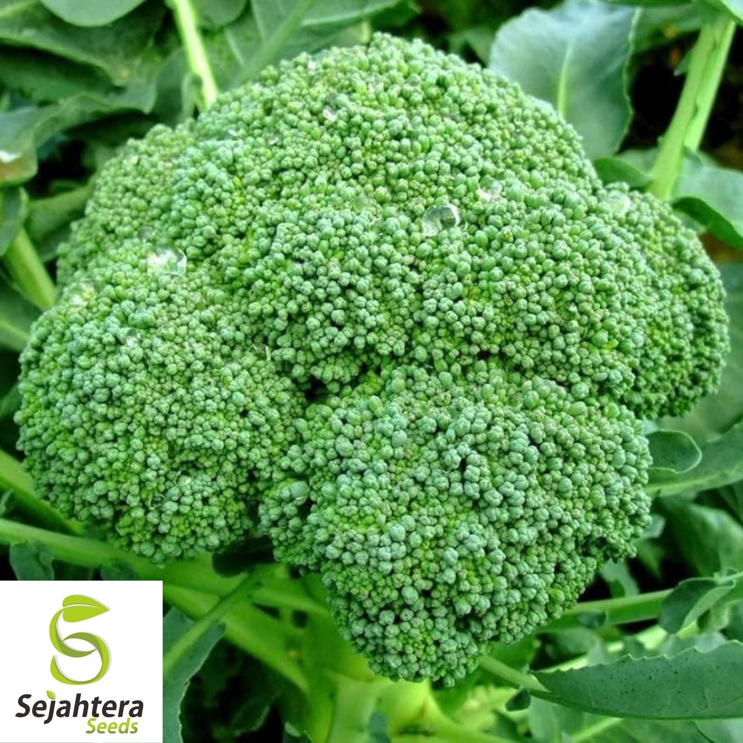 Broccoli Seeds 600+ | Green Sprouting Calabrese Heirloom NON-GMO USA