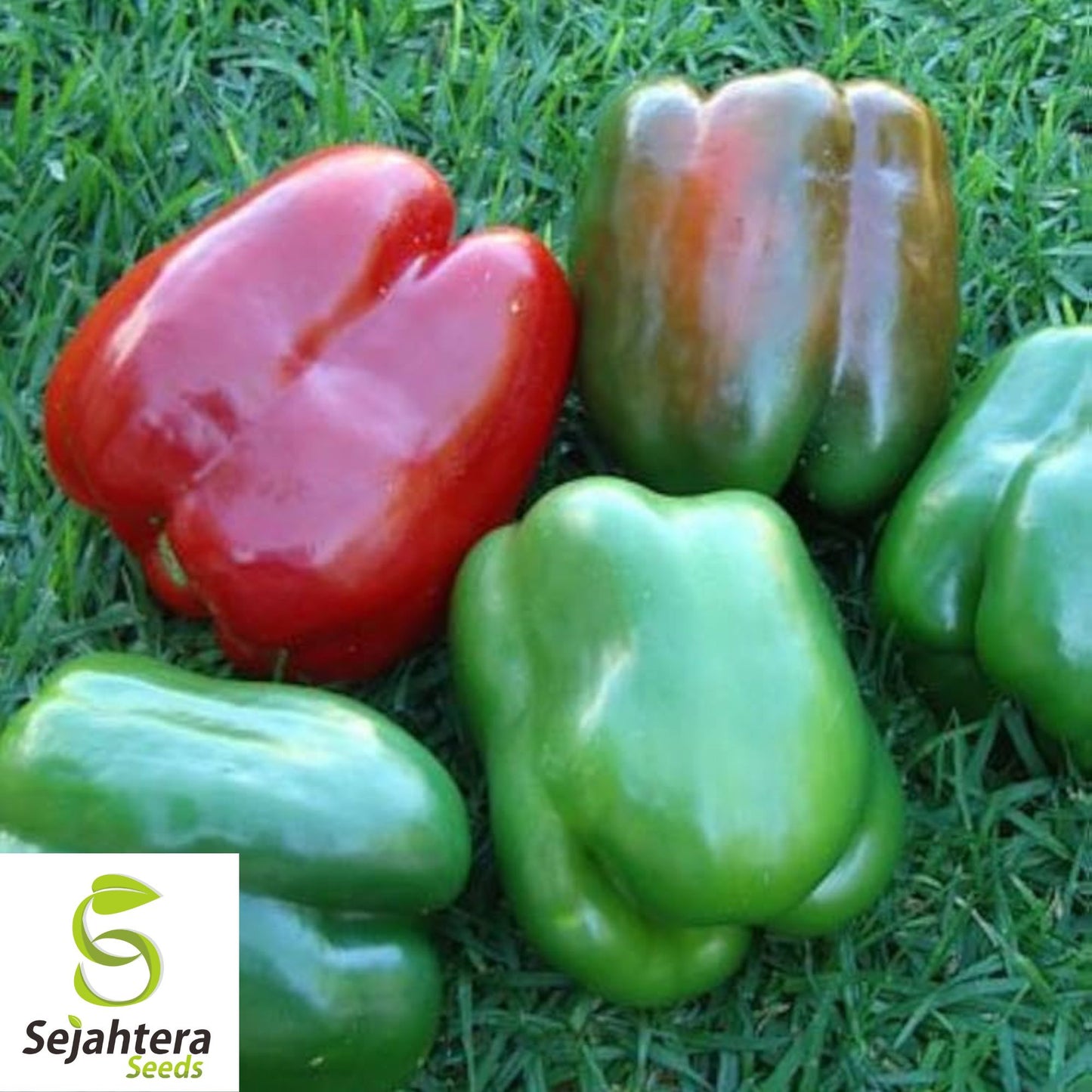 25 California Wonder Pepper Seeds - Non-GMO, Sweet & Versatile Variety