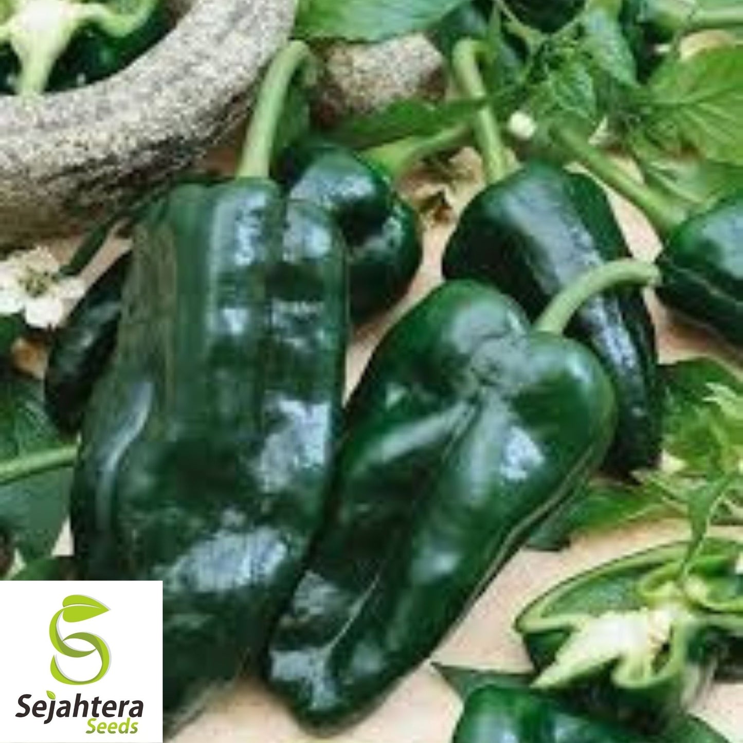 Ancho Poblano Pepper Seeds 25+ | Heirloom Vegetable NON-GMO USA