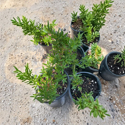 Ceanothus ‘Concha’ – California Lilac Live Evergreen Shrub | 12 Inches Tall | Ships in 6” Pot  Deep Blue Spring Blooms | Drought Tolerant | Full Sun Shrub