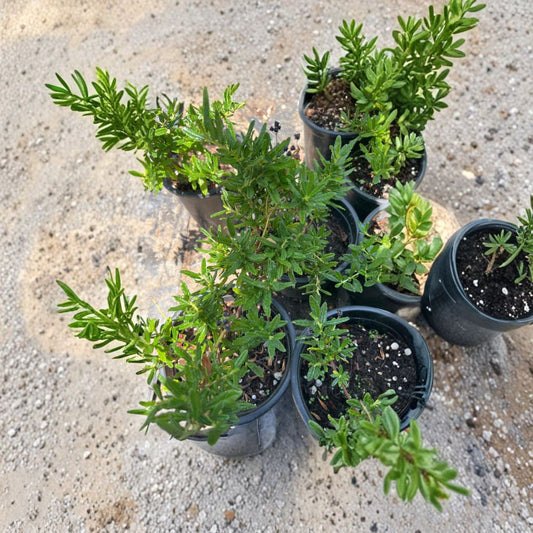 Ceanothus ‘Concha’ – California Lilac Live Evergreen Shrub | 12 Inches Tall | Ships in 6” Pot  Deep Blue Spring Blooms | Drought Tolerant | Full Sun Shrub