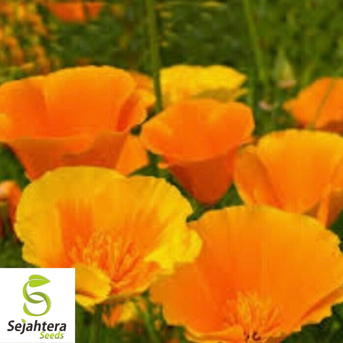 California Orange Poppy Seeds - 250+ Heirloom - Bright Blooms - Non-GMO