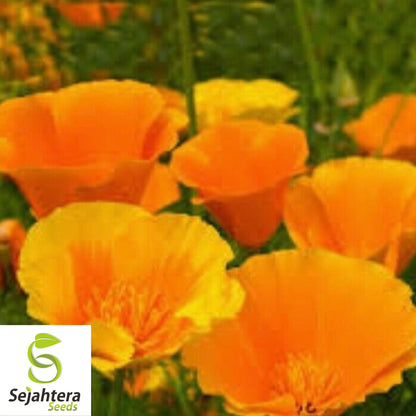 California Orange Poppy Seeds - 250+ Heirloom - Bright Blooms - Non-GMO