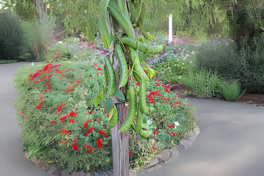 Giant Stock Bean Gotani Horse Jack Swordbean Wonder Wonderbean (Canavalia ensiformis)
