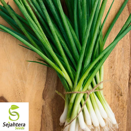 200 Evergreen Bunching Onion Seeds - Non-GMO, Fresh Green Onions