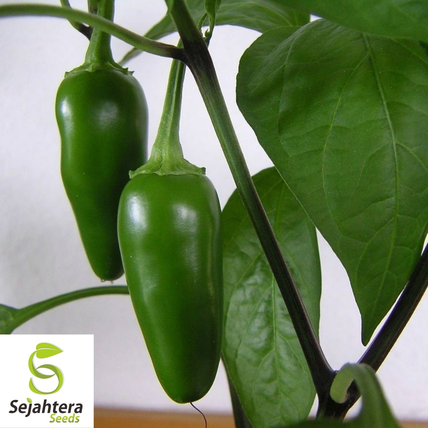 Jalapeño M Pepper Seeds 50+ | Hot Spicy Vegetable NON-GMO USA