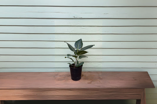 Ficus benghalensis 'Audrey' Potted Plant - 8" Pot - Indoor Houseplant - Banyan Fig - Healthy & Disease-Free Delivery