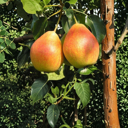 Ayers Pear – Pyrus communis 3 Fresh Cuttings | 8–12 Inches | For Rooting or Grafting  Sugar Pear Variety | Sweet Dessert Fruit | Mid-Season Harvest