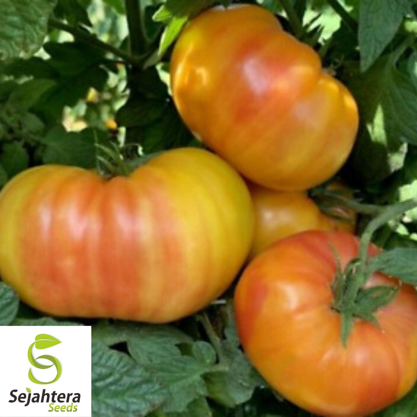 Hillbilly Heirloom Tomato Seeds 50 Ct | Indeterminate NON-GMO Vegetable USA