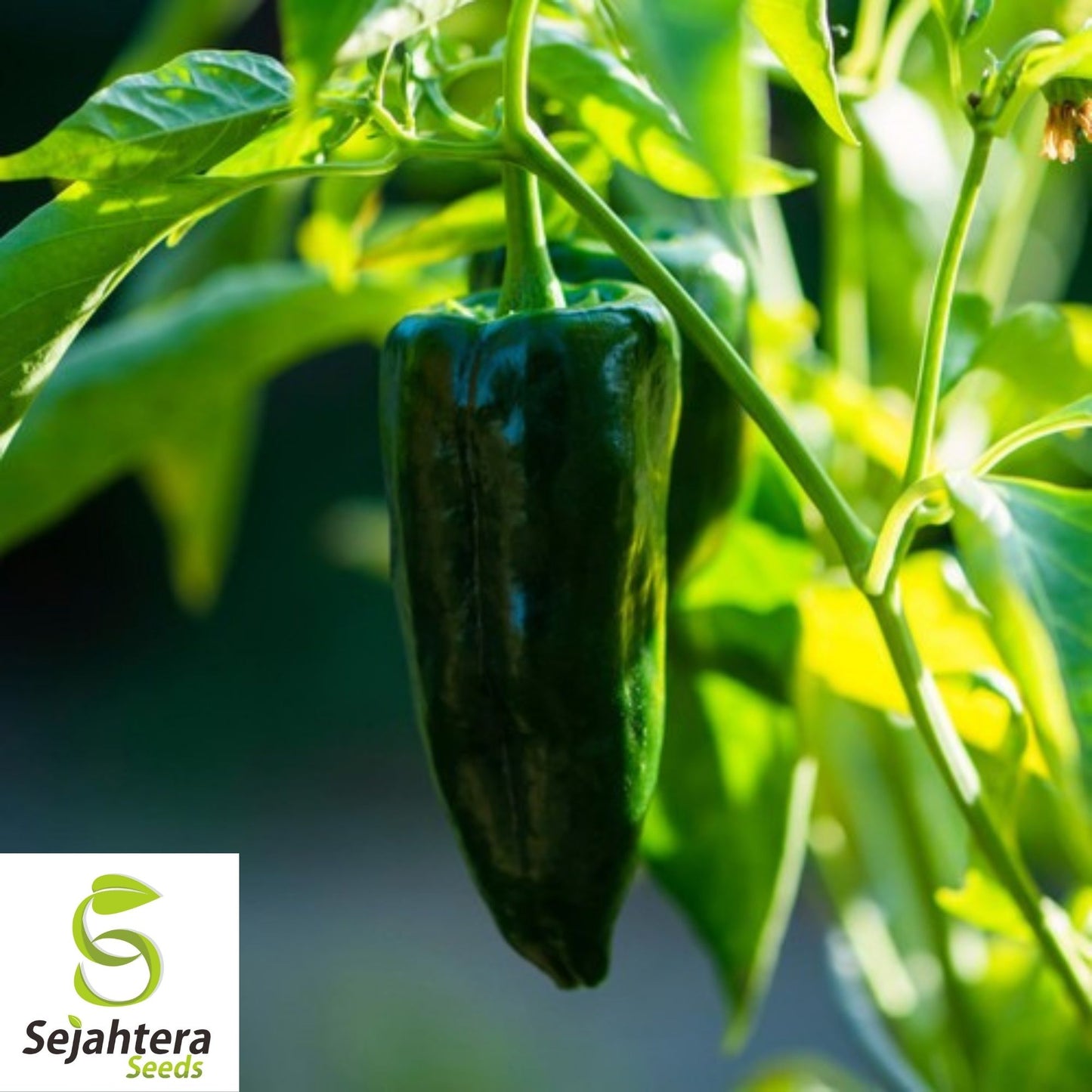 Ancho Poblano Pepper Seeds 25+ | Heirloom Vegetable NON-GMO USA