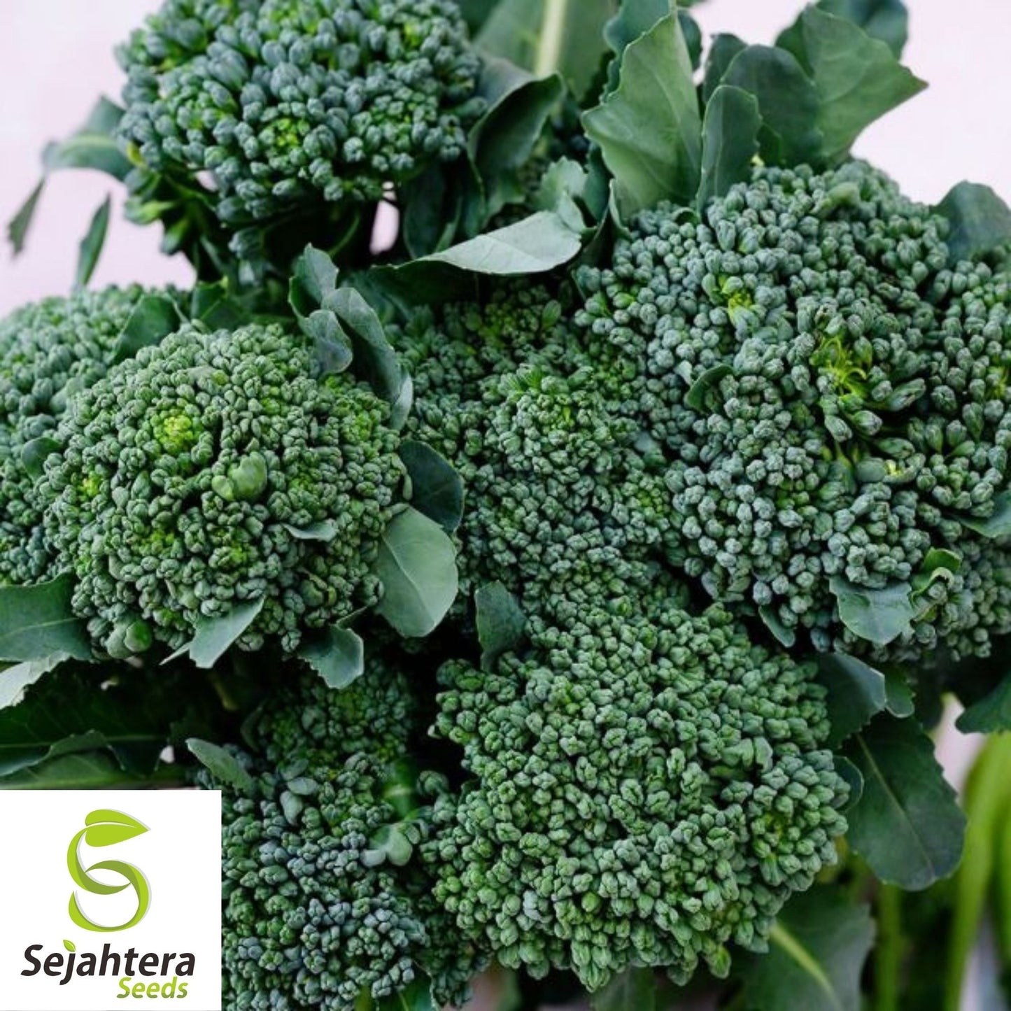Broccoli Seeds 600+ | Green Sprouting Calabrese Heirloom NON-GMO USA