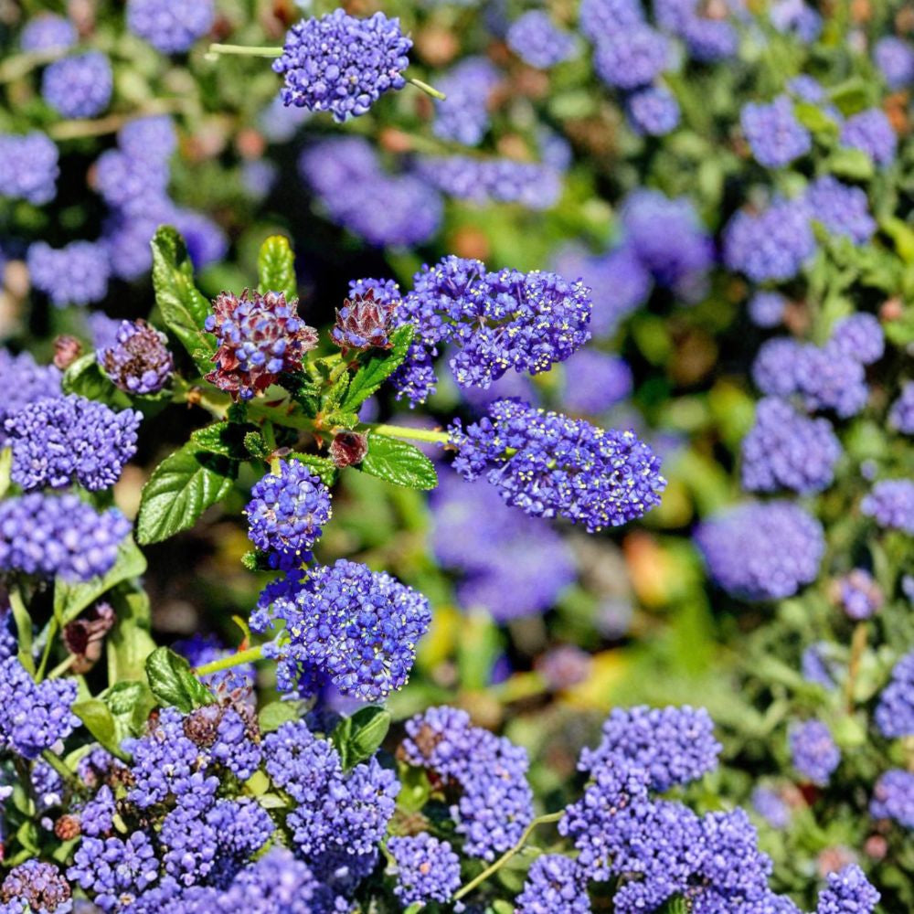 Ceanothus ‘Concha’ – California Lilac Live Evergreen Shrub | 12 Inches Tall | Ships in 6” Pot  Deep Blue Spring Blooms | Drought Tolerant | Full Sun Shrub