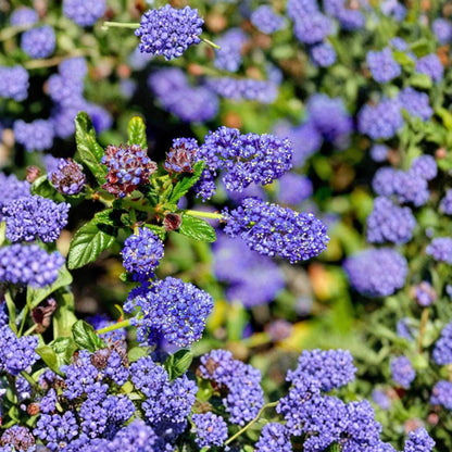 Ceanothus ‘Concha’ – California Lilac Live Evergreen Shrub | 12 Inches Tall | Ships in 6” Pot  Deep Blue Spring Blooms | Drought Tolerant | Full Sun Shrub