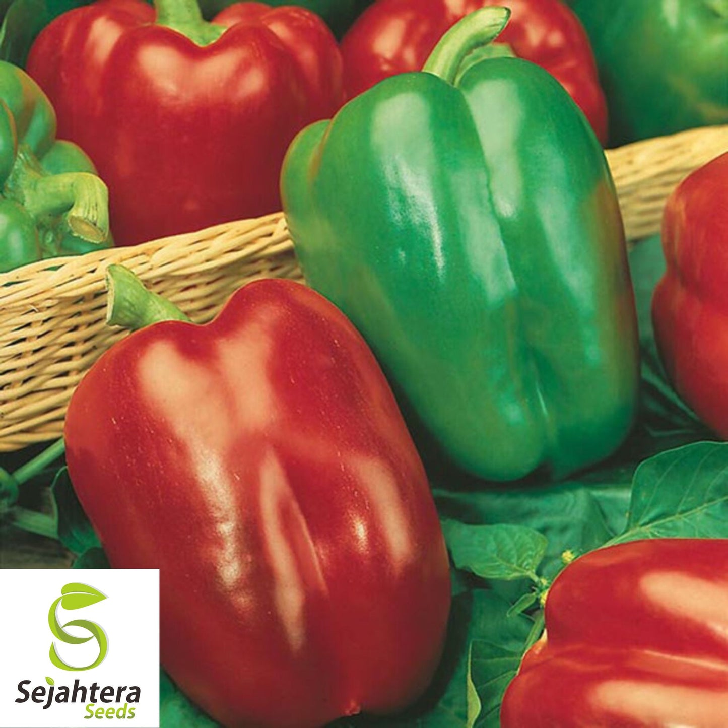 25 California Wonder Pepper Seeds - Non-GMO, Sweet & Versatile Variety