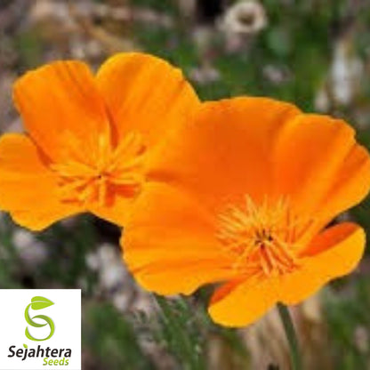 California Orange Poppy Seeds - 250+ Heirloom - Bright Blooms - Non-GMO