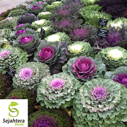 25+ Ornamental Kale Seeds (Brassica oleracea) - Non-GMO, Decorative & Edible