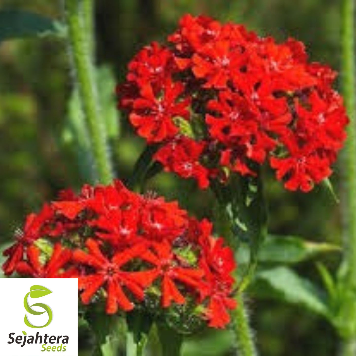 300+ Maltese Cross Seeds - Lychnis Chalcedonica, Vibrant Perennial Flower