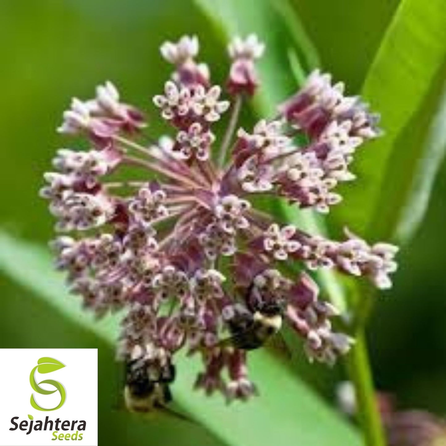 Common Milkweed Seeds 30+ | Asclepias syriaca Native Perennial Wildflower USA