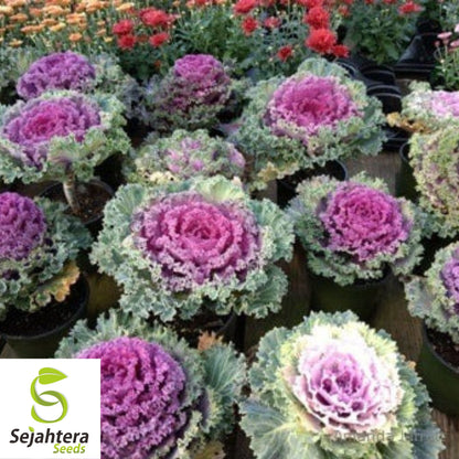 25+ Ornamental Kale Seeds (Brassica oleracea) - Non-GMO, Decorative & Edible