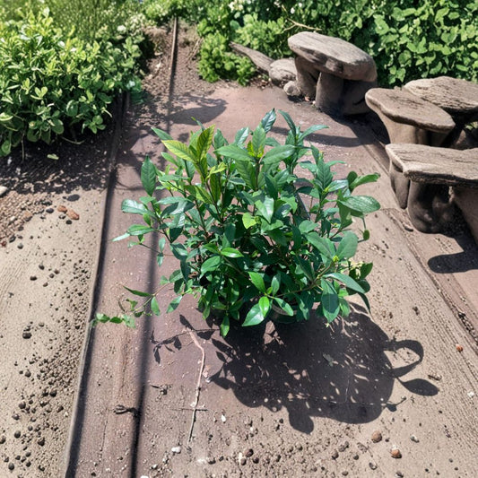 Gardenia ‘August Beauty’ – Gardenia jasminoides Live Evergreen Shrub | 1–2 Feet Tall | Ships in 1 Gallon Pot  Fragrant White Blooms | Long Bloom Season | Hedge or Container Plant