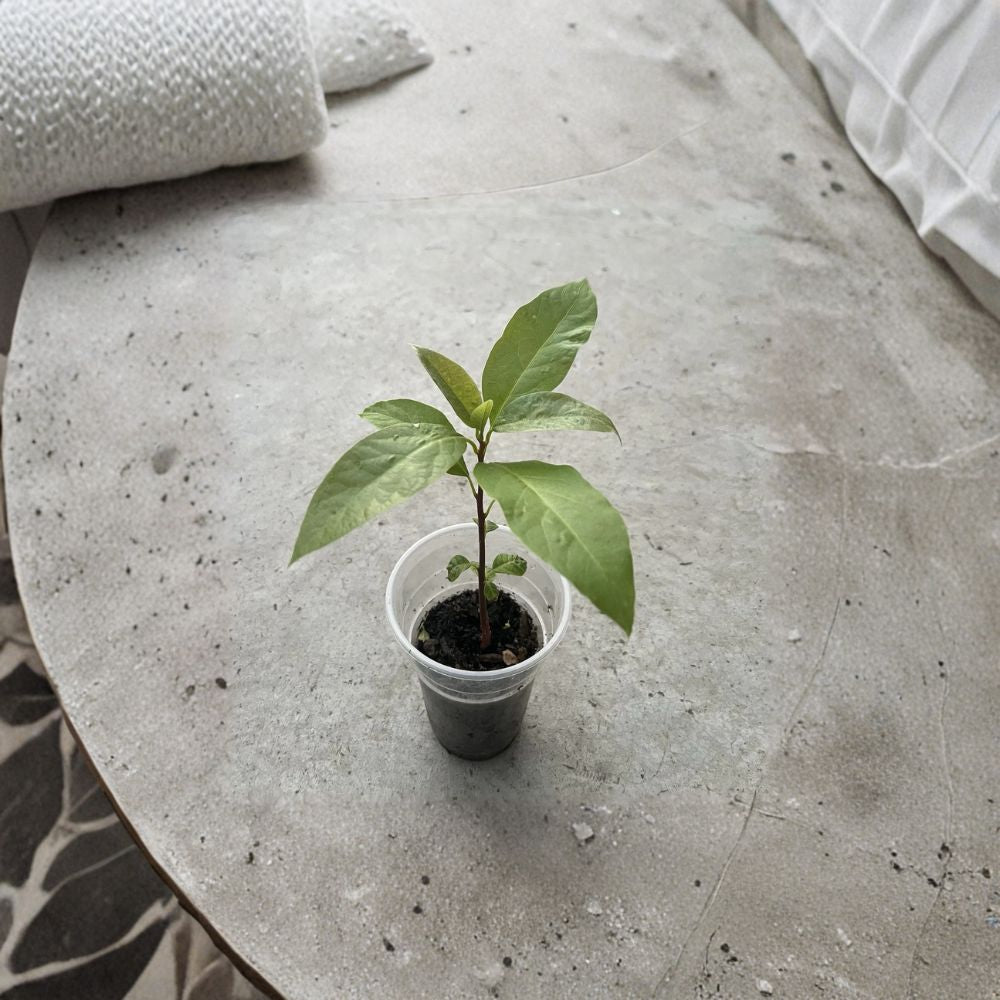 Avocado Tree – Persea americana Live Seedling | 10 Inches Tall | Includes Nursery Pot  Compact Fruit Starter | Patio & Indoor Friendly | Ready to Plant