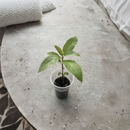 Avocado Tree – Persea americana Live Seedling | 10 Inches Tall | Includes Nursery Pot  Compact Fruit Starter | Patio & Indoor Friendly | Ready to Plant
