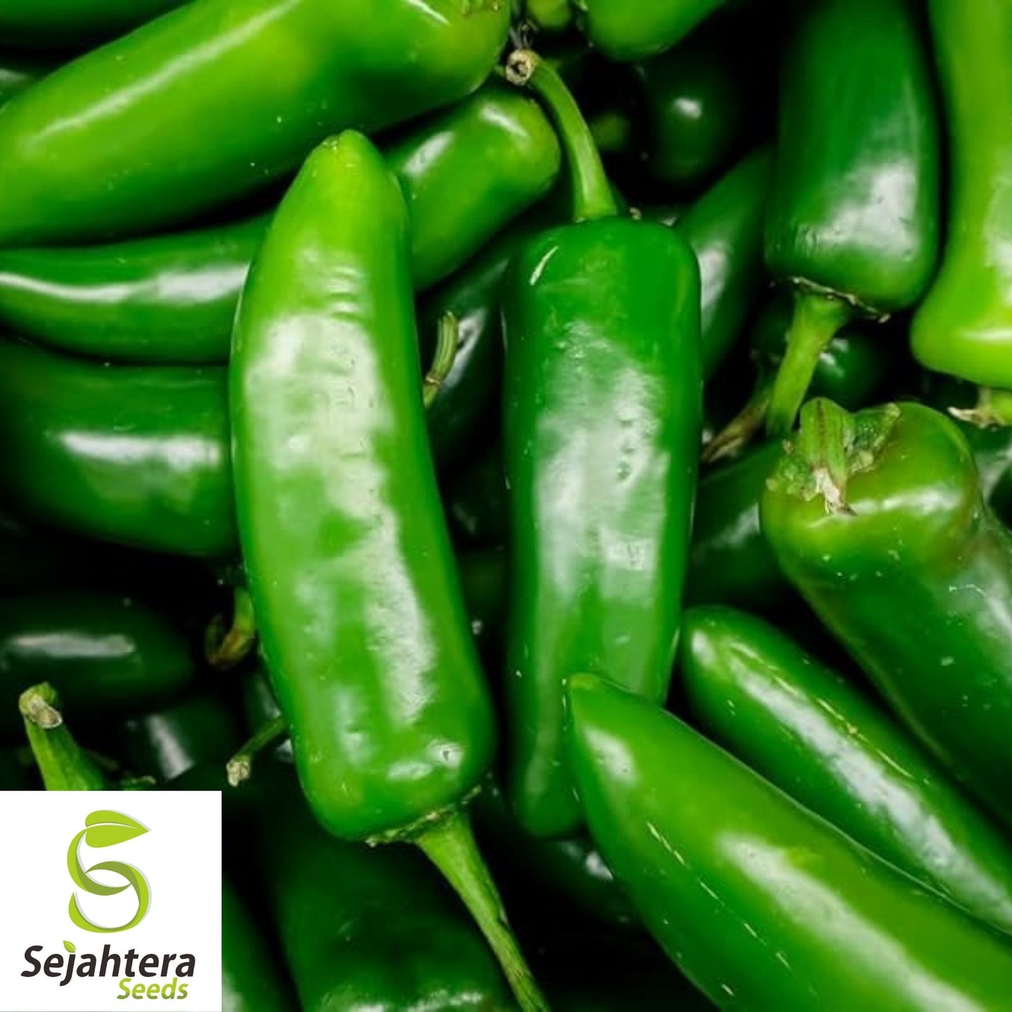 Jalapeño M Pepper Seeds 50+ | Hot Spicy Vegetable NON-GMO USA