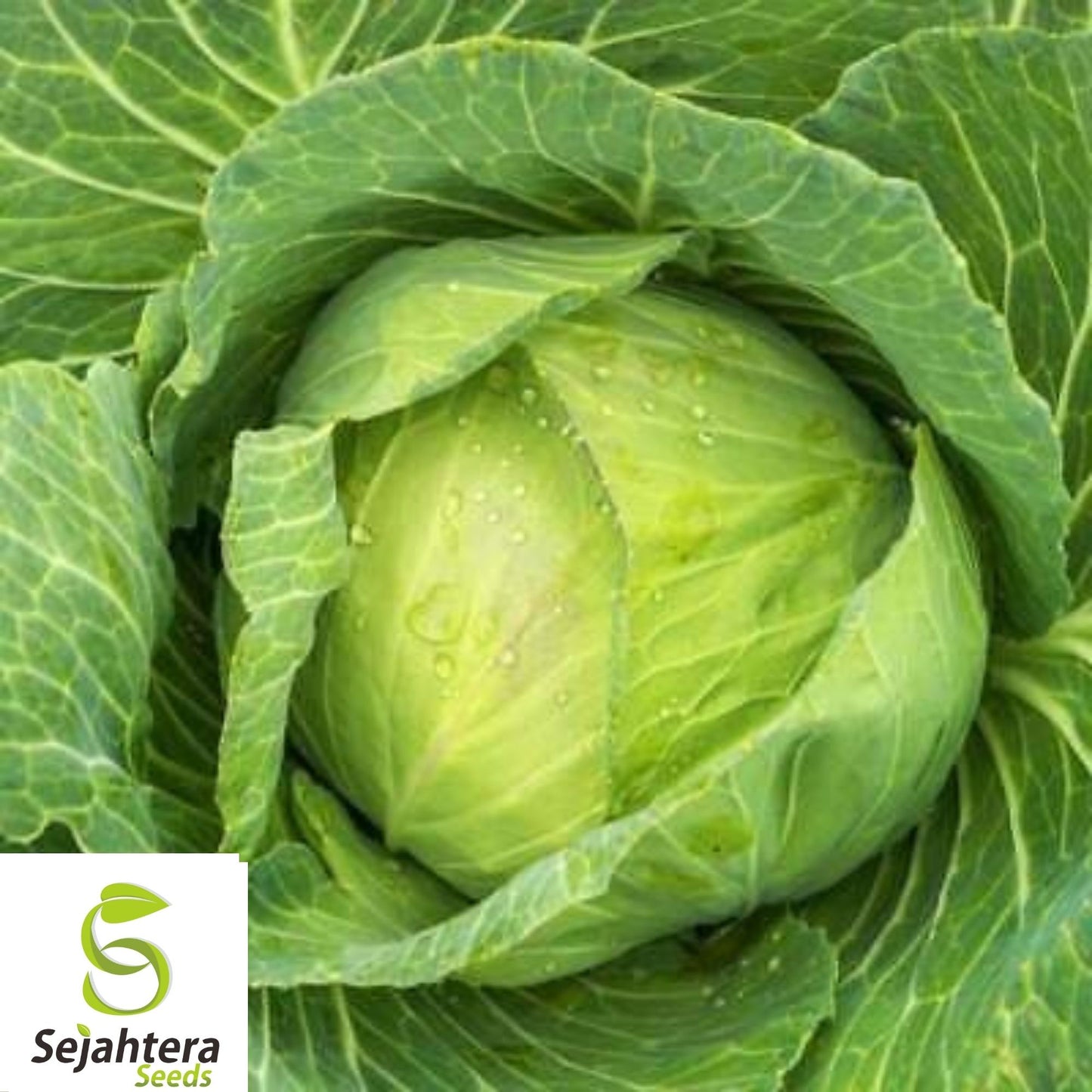 Golden Acre Cabbage Seeds 500+ | Heirloom Vegetable Garden NON-GMO USA