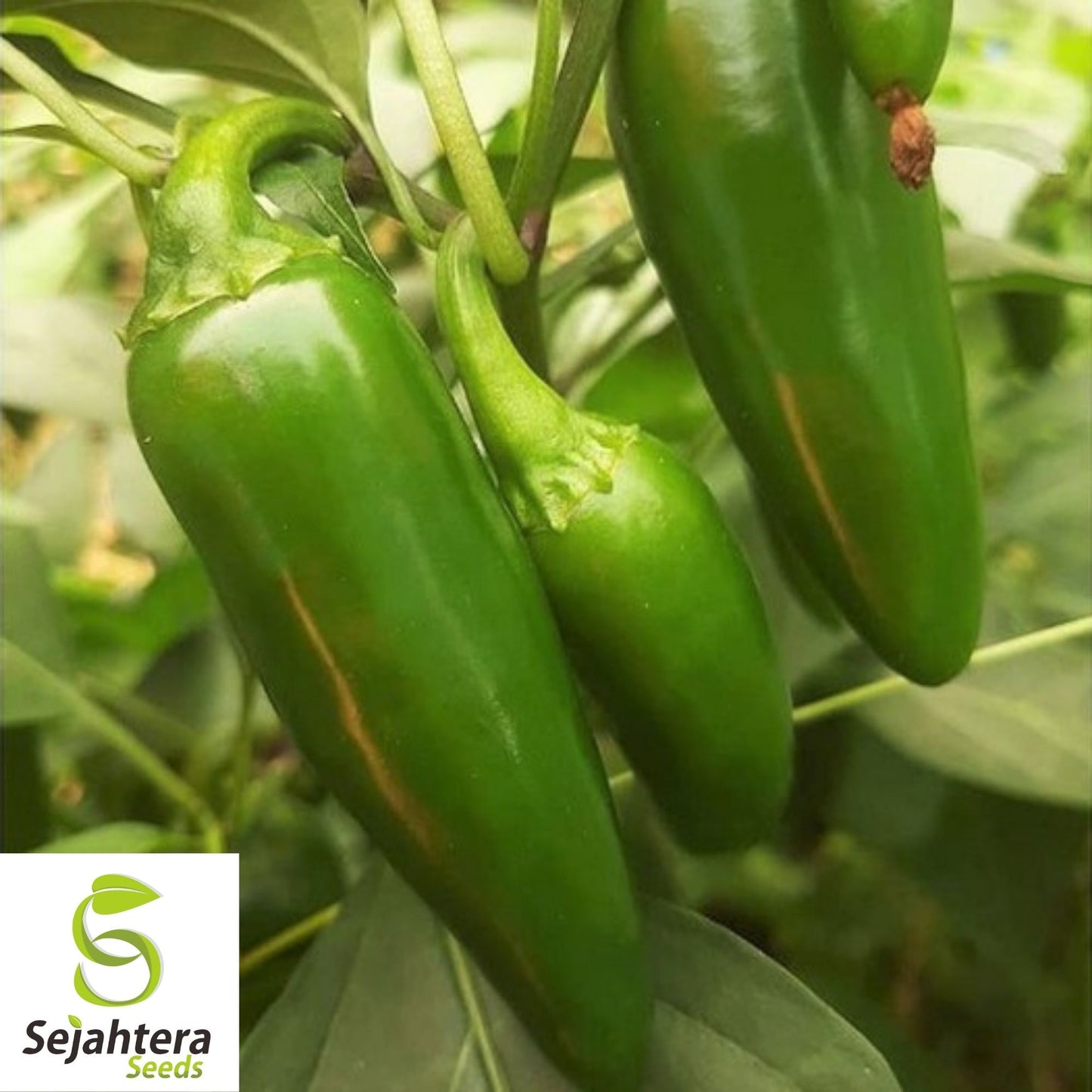 Jalapeño M Pepper Seeds 50+ | Hot Spicy Vegetable NON-GMO USA