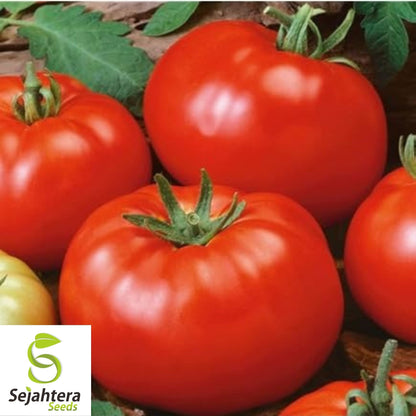 Delicious Tomato Seeds 100 Ct | World Record Vegetable NON-GMO USA