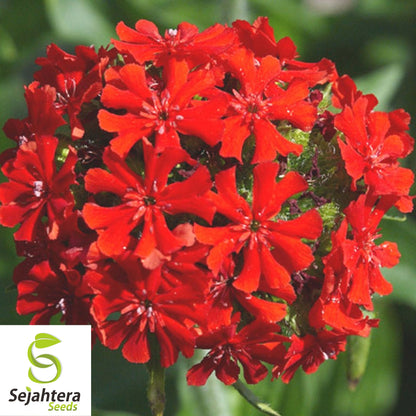 300+ Maltese Cross Seeds - Lychnis Chalcedonica, Vibrant Perennial Flower