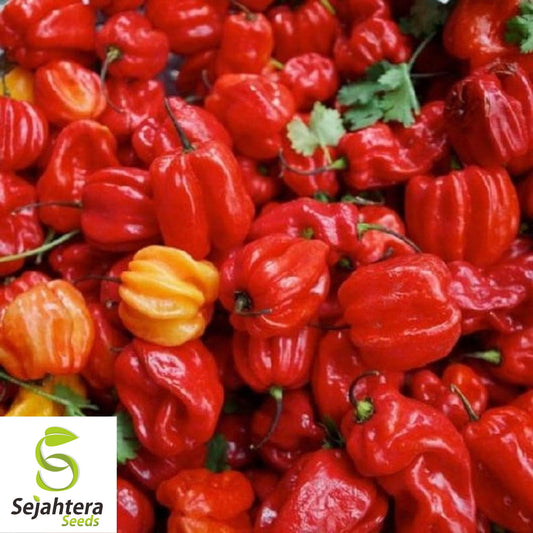 25 Caribbean Red Habanero Pepper Seeds - Non-GMO, Extra Hot & Flavorful