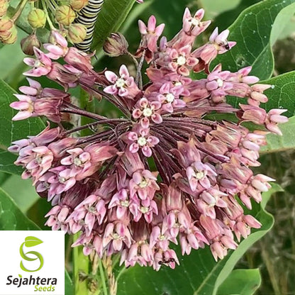 Common Milkweed Seeds 30+ | Asclepias syriaca Native Perennial Wildflower USA