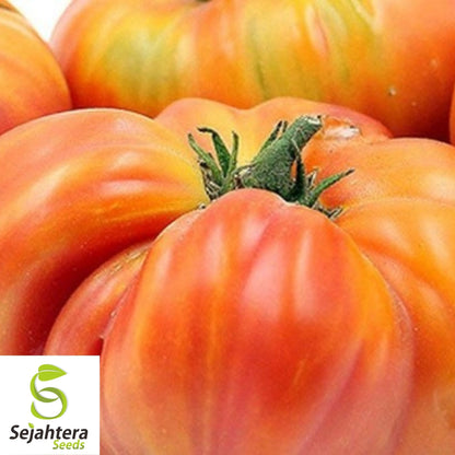 Hillbilly Heirloom Tomato Seeds 50 Ct | Indeterminate NON-GMO Vegetable USA