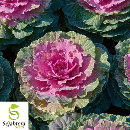 25+ Ornamental Kale Seeds (Brassica oleracea) - Non-GMO, Decorative & Edible