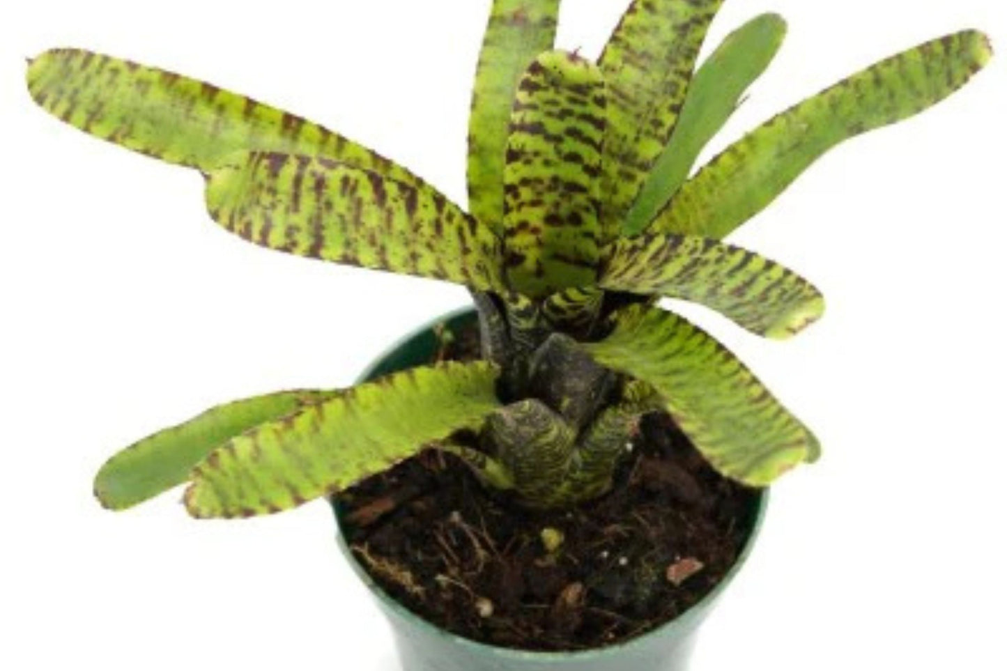 Little Tiger Plant in 4" Pot - Unique Striped Foliage - Perfect for Indoor Decor - (Scientific Name: Dracaena surculosa)
