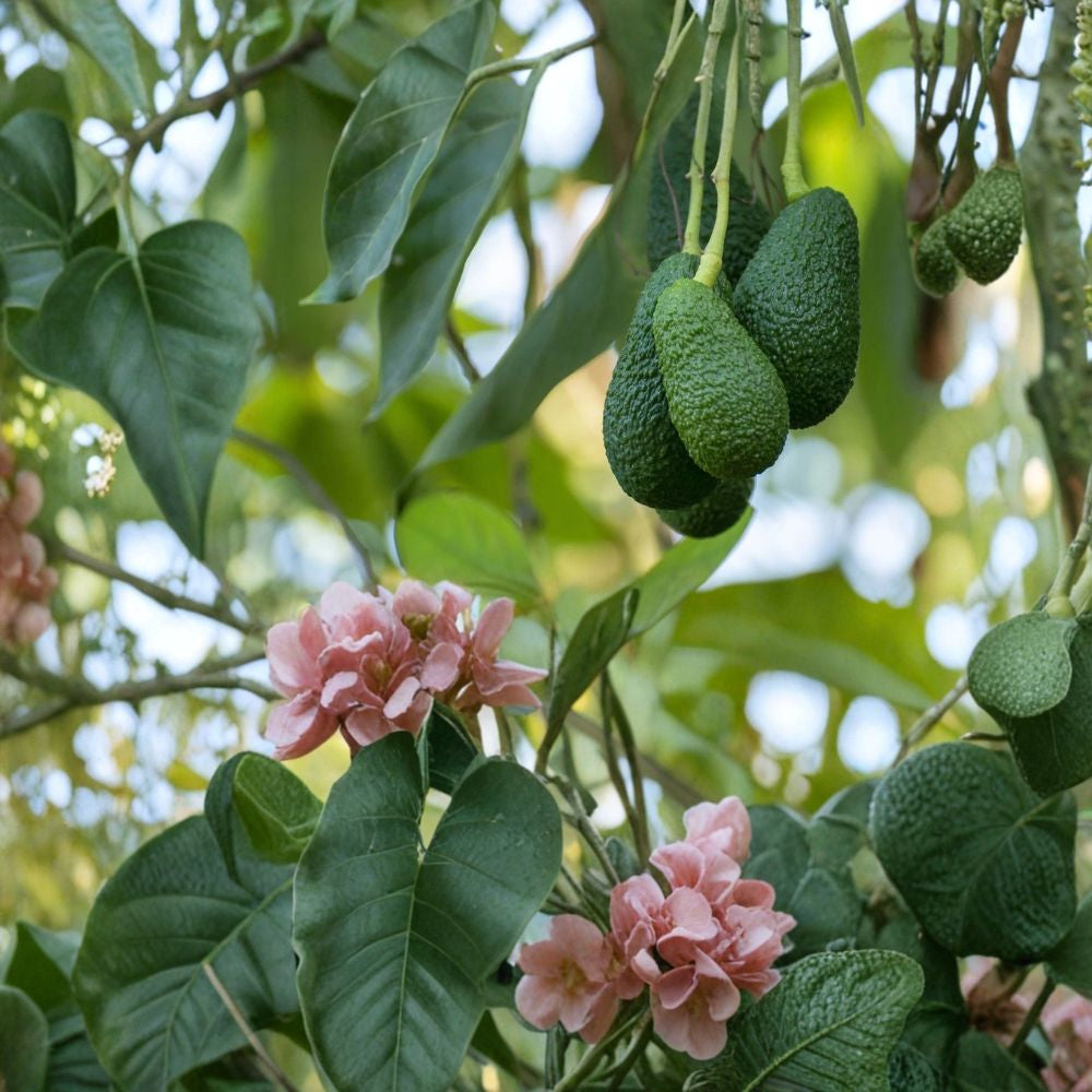 Avocado Tree – Persea americana Live Seedling | 10 Inches Tall | Includes Nursery Pot  Compact Fruit Starter | Patio & Indoor Friendly | Ready to Plant