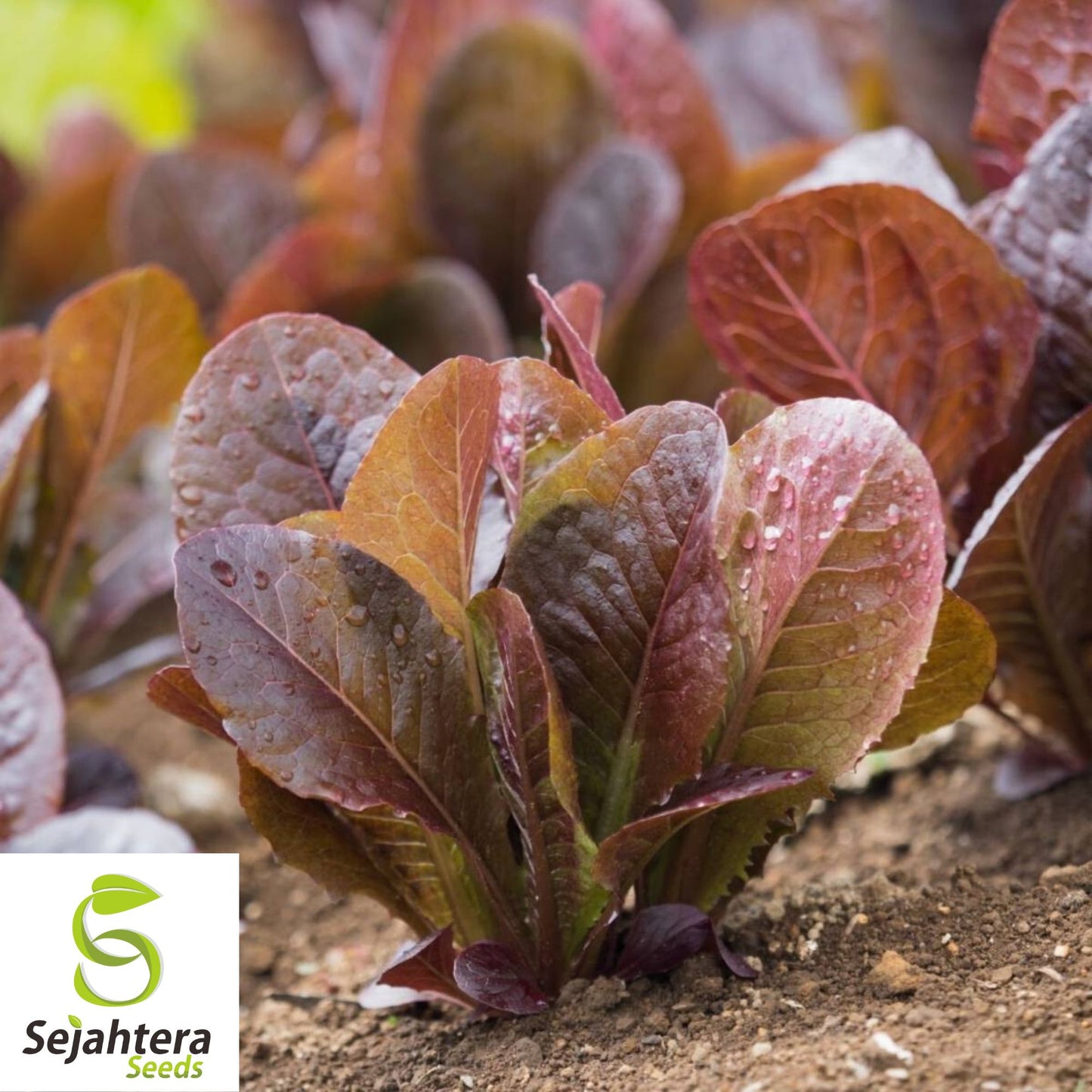 1000 Red Romaine Lettuce Seeds - Non-GMO, Crisp & Vibrant Greens