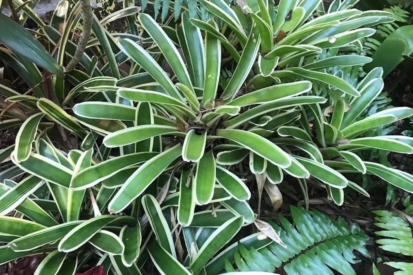Neoregelia Plant 6" Pot Chile Verde - Albomarginated Green Foliage, Bright Red Center - Neoregelia Species