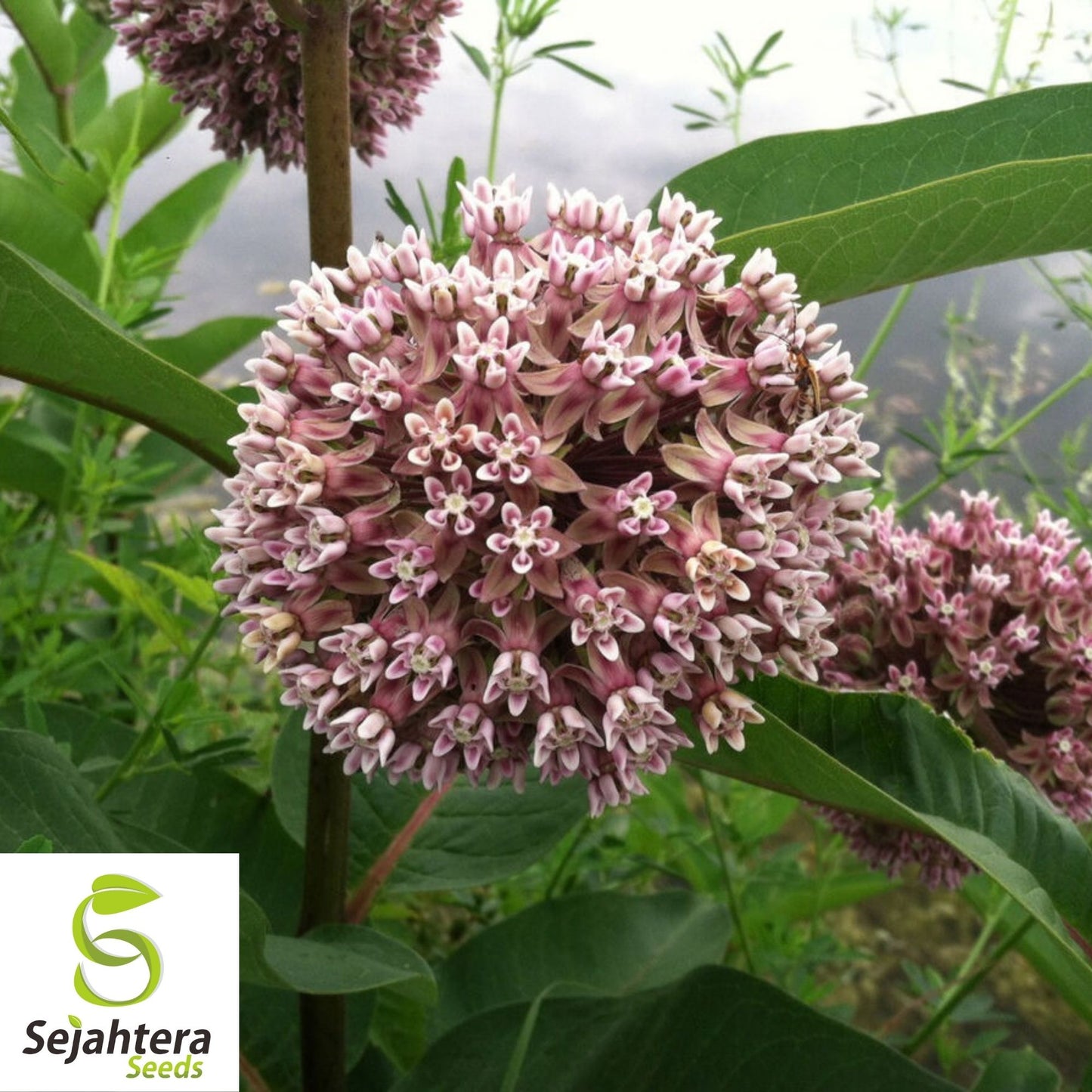 Common Milkweed Seeds 30+ | Asclepias syriaca Native Perennial Wildflower USA