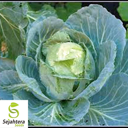 Golden Acre Cabbage Seeds 500+ | Heirloom Vegetable Garden NON-GMO USA
