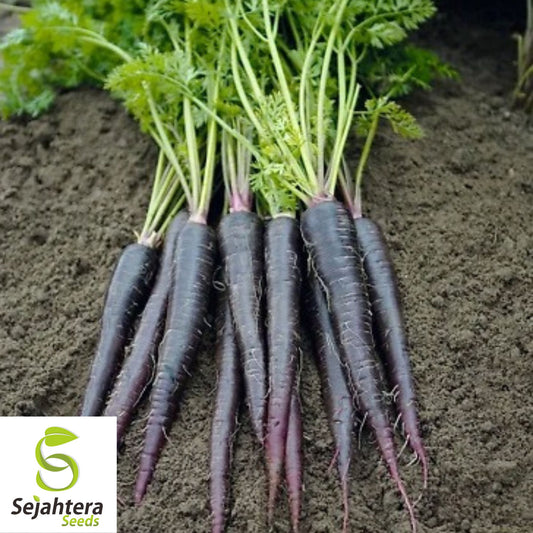 Black Nebula Carrot Seeds - 100+ Heirloom, Organic, Non-GMO & Rare