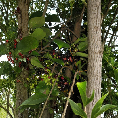 Duhat / Jambul Fruit Tree – Syzygium cumini Live Plant | 3–4 Feet Tall | Ships in 3 Gallon Pot  Also Known as Trái Trâm | Sweet Purple Fruit | Tropical Evergreen Tree