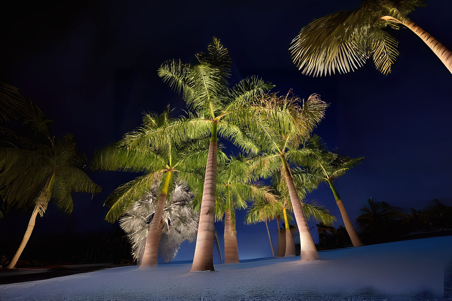 Cuban Royal Florida Palm (Roystonea regia)